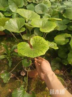 高度25厘米大吴风草