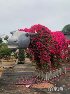 高度100厘米三角梅