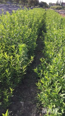 高度40厘米黄金条