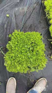 高度20厘米金叶佛甲草