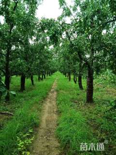 高度350厘米冬枣