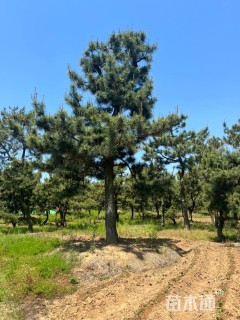 30公分造型黑松