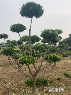 12公分造型卫矛