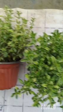 高度20厘米金边六月雪