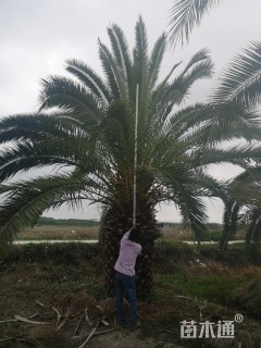 裸干高30厘米加拿利海枣