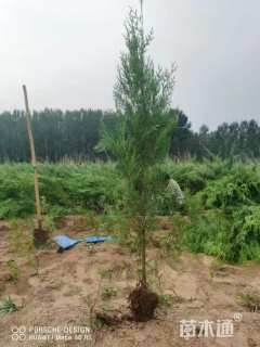 高度110厘米侧柏