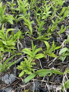 高度30厘米大花萱草