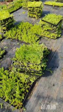 高度3厘米金叶佛甲草