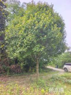 18公分高杆红叶石楠