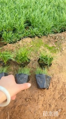 高度3厘米青绿苔草