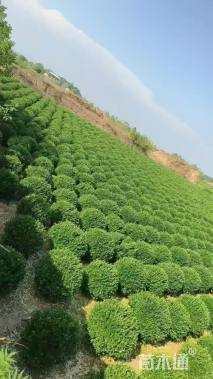 冠幅150厘米卫矛球