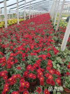 高度20厘米国庆菊