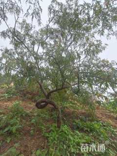 高度150厘米羽毛枫