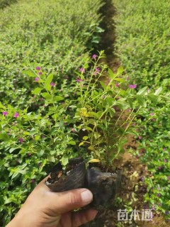 高度30厘米满天星