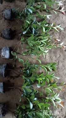 高度50厘米红叶石楠小苗