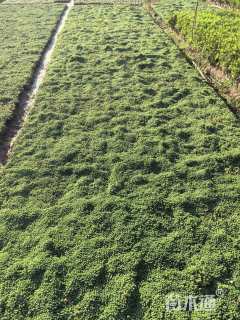 高度2厘米中华景天