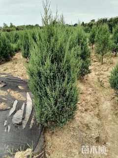 高度150厘米河南桧