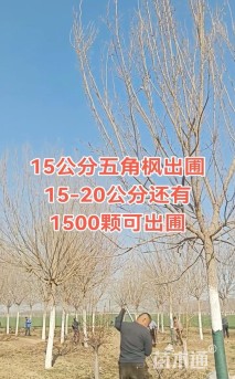 18公分五角枫