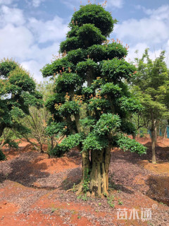 50公分造型椤木石楠