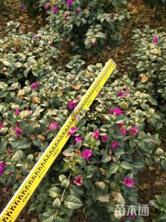 高度80厘米三角梅