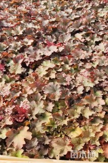 高度20厘米矾根