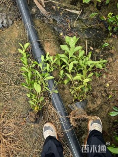 高度30厘米大叶栀子