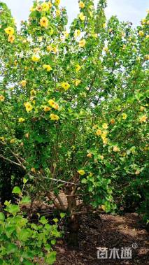 高度250厘米海滨木槿