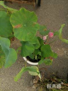 高度80厘米荷花