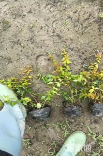 高度30厘米六道木