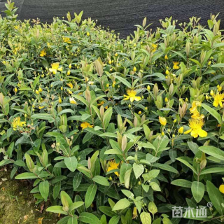 高度20厘米金丝桃小苗