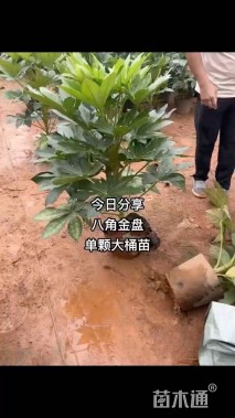 高度30厘米八角金盘
