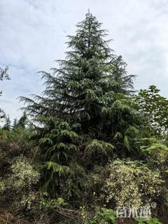 高度400厘米雪松