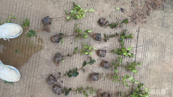 高度40厘米茶梅