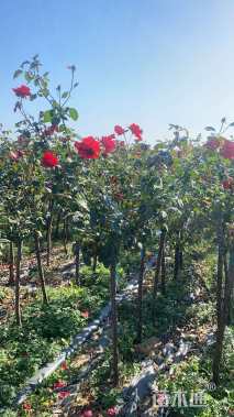 高度150厘米月季