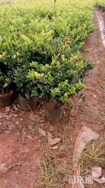 高度50厘米金森女贞