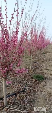 高度200厘米紫荆