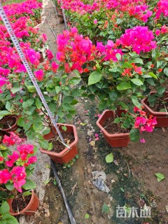 高度50厘米同安红