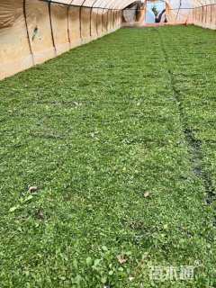 高度30厘米姬岩垂草