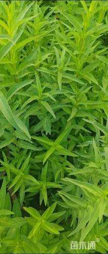 高度40厘米千屈菜