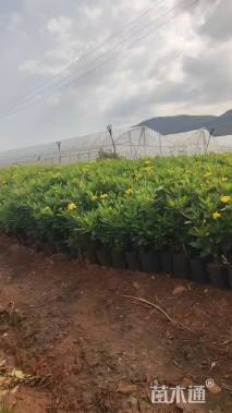 高度35厘米木春菊