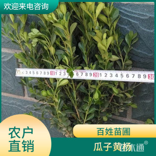 高度50厘米瓜子黄杨