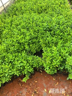 高度20厘米毛鹃