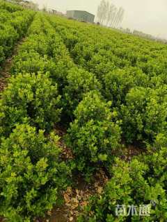 冠幅50厘米大叶黄杨球