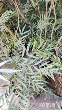 高度80厘米十大功劳