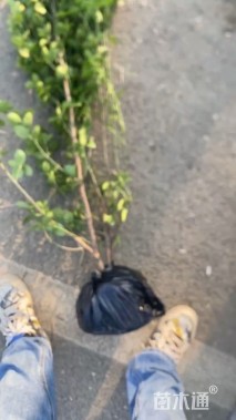 高度150厘米北海道黄杨