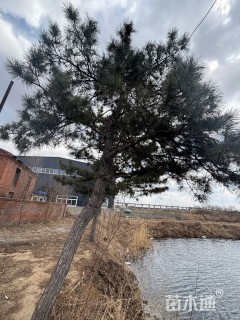 高度600厘米黑松