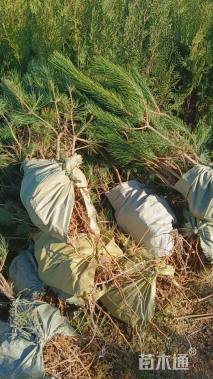 高度140厘米黑松