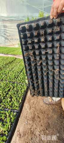 高度8厘米太阳花