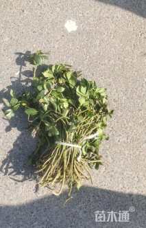 高度5厘米富贵草