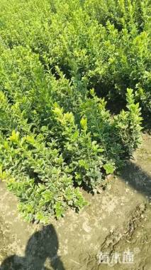 高度40厘米金边黄杨